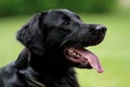 Beautiful flat coated retriever with long tongue