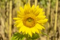Beautiful flawless sunflower with green leaves in a sunflower field, close-up isolated against natural background