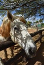 Beautiful Fleabitten Gray Draft Horse with Dappled Sunlight Royalty Free Stock Photo