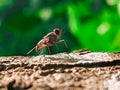 A beautiful flies and the green beautiful background.a nice wallpaper Royalty Free Stock Photo