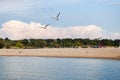 Beautiful flight of two seagulls over the Lake Michigan Royalty Free Stock Photo