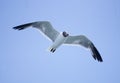 Beautiful flight of a white seagull wings with a blue sky on the horizon Royalty Free Stock Photo
