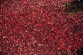 Stunning Floating Vibrant Red Cranberries on a Bog