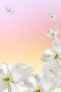 Beautiful soaring white dogwood flowers. Blurred and selective focus. Festive floral background