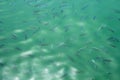 Beautiful flock of fish in clear sea water Royalty Free Stock Photo