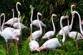 Beautiful flock of flamingos is standing and relaxing in the wild at national park, pink big bird greater flamingo. Phoenicopterus Royalty Free Stock Photo