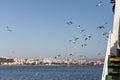 A beautiful flock of white gulls is flying in the blue sky under the sea