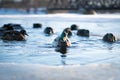 Flock of wild ducks swimming in the cold water of a frozen river lake or pond in a winter sunset light Royalty Free Stock Photo