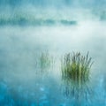 A beautiful flooded wetlands during the sunrise in spring. Fresh, green grass growing in the water. Misty morning over the swamp.