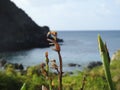 Beautiful flora against seaside background on the island of Fernando de Noronha