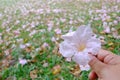 A pile sweet pink tabebuia flowers fall into A female hand holding a sweet pink tabebuia flower with green nature background Royalty Free Stock Photo