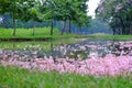 A pile sweet pink tabebuia flowers fall into water surface at the park with green nature background Royalty Free Stock Photo