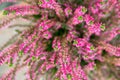 Beautiful flora botanical background potted pink heather flowers. Nature backdrop template for wedding florist shop interior decor Royalty Free Stock Photo