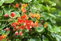 Beautiful flora, colorful red and yellow flowers of Sabah, Borneo, Malaysia Royalty Free Stock Photo
