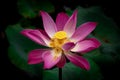 Beautiful flora, Lotus flower close shot