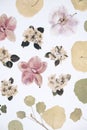 Beautiful floral abstract background with dried white spring apple flowers and orchid flowers top view rotating Royalty Free Stock Photo