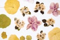 Beautiful floral abstract background with dried white spring apple flowers and orchid flowers top view rotating Royalty Free Stock Photo