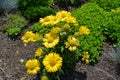 Gaillardia aristata kobold yellow flowers. Blanket flowers.