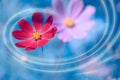 Beautiful floral art image, red and pink flowers on a blue toned background. Selective focus Royalty Free Stock Photo