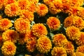 Blossom orange Chrysanthemum Hardy Mums flower in the garden with green leaf of summer sunshine.