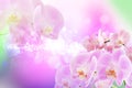 Beautiful floral background. Blooming pink phalaenopsis orchids Royalty Free Stock Photo