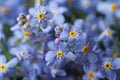 Beautiful floral background of blue forget-me-not