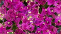 Beautiful floral background. Bright bougainvillea flowers on a twigs with green leaves.