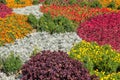 Floral background. Colorful flower bed in city design