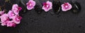 Beautiful floral background with copy space. Pink orchid flowers with wet zen black stones Royalty Free Stock Photo