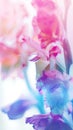 Beautiful floral background of gladioli pink purple blue flowers on a light blurred background Royalty Free Stock Photo