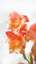 Beautiful floral background gladioli red yellow flowers on light blurred Royalty Free Stock Photo