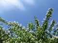 Beautiful floral background for a greeting card - delicate white Philadelphus flowers and blue sky as a copy space for text Royalty Free Stock Photo