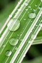 Beautiful floral background. Large drops of water after rain. Wet striped white-green leaf of a plant. Vertical natural wallpaper Royalty Free Stock Photo