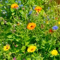 Beautiful floral background of marigolds and other wildflowers Royalty Free Stock Photo