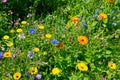 Beautiful floral background of marigolds and other wildflowers Royalty Free Stock Photo