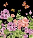Beautiful floral background with pelargonium flowers and butterflies on black background. Seamless botanical pattern, border.
