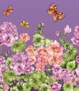 Beautiful floral background with pelargonium flowers and butterflies on purple background. Seamless pattern, border.