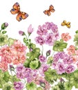 Beautiful floral background with pelargonium flowers and butterflies on white background. Seamless botanical pattern, border.