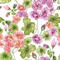 Beautiful floral background with pelargonium flowers and leaves on white background. Seamless botanical pattern.