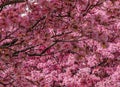 Beautiful floral background with pink blossom trees