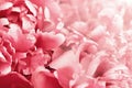 Beautiful floral background from pink peonies with sunlight. Tender flowers petals close up. Natural flower backdrop
