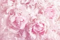 Beautiful floral background from pink peonies. Tender flowers petals in vintage toned