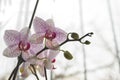 Beautiful floral background. Pink phalaenopsis orchids on a light background. Pastel colors. Selective focus Royalty Free Stock Photo