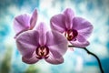 Beautiful floral background. Pink phalaenopsis orchids on a light background Royalty Free Stock Photo