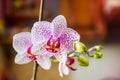 Beautiful floral background. Pink phalaenopsis orchids on a light background. Pastel colors. Selective focus Royalty Free Stock Photo