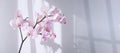 Beautiful floral background. Pink phalaenopsis orchids on a light background. Shadows on the wall. Copy space Royalty Free Stock Photo