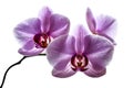 Beautiful floral background. Pink phalaenopsis orchids on white background Royalty Free Stock Photo