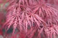 Beautiful floral background of pink red weeping Laceleaf Japanese Maple or Acer palmatum.