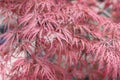 Beautiful floral background of pink red weeping Laceleaf Japanese Maple or Acer palmatum.