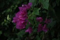 Beautiful floral background of purple Bougainvillea spectabilis, Great Bougainvillea Royalty Free Stock Photo